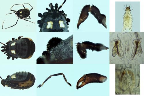 Réf. 220 903 : Nemastoma bimaculatum